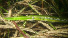 Siphonognathus argyrophanes