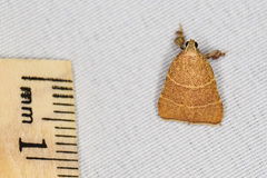 Parachma ochracealis