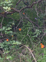 Papaver heterophyllum
