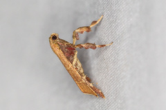 Parachma ochracealis