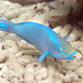 Queen Parrotfish - Photo (c) Tom Murray, some rights reserved (CC BY-NC), uploaded by Tom Murray
