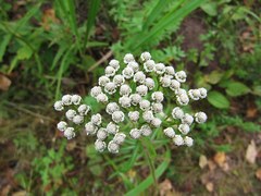 Achillea ptarmicoides