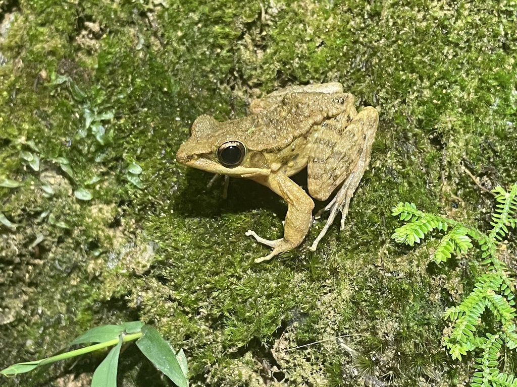 Fine-spined Frog