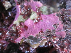 Stylantheca papillosa image