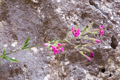 Silene fruticosa