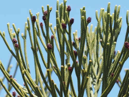 Dacrydium araucarioides (Dacrydium araucarioides)
