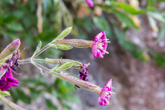 Silene fruticosa