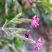 Woody Catchfly - Photo (c) Drepanostoma, some rights reserved (CC BY-NC), uploaded by Drepanostoma