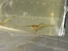 Palaemon kadiakensis