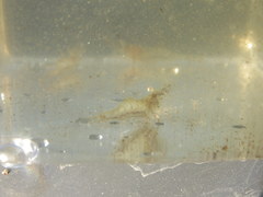 Palaemon kadiakensis