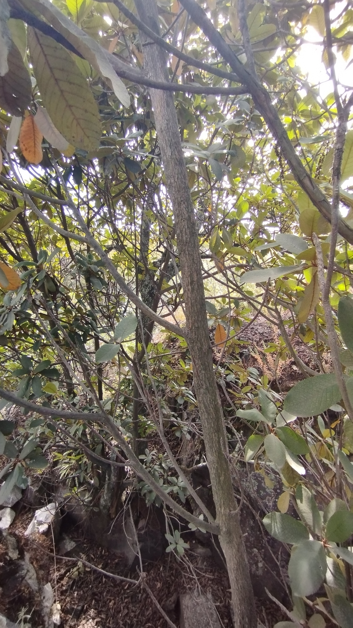 Imagem de Cajado-do-mato