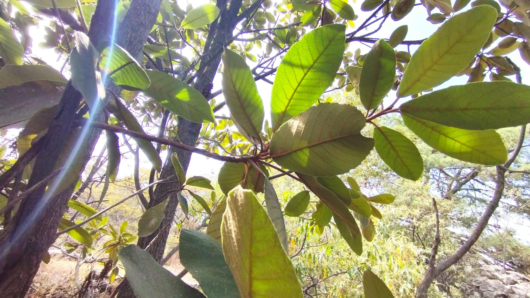 Imagem de Cajado-do-mato