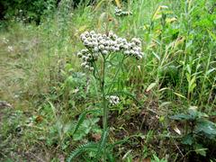 Achillea ptarmicoides