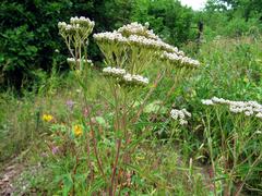 Achillea ptarmicoides