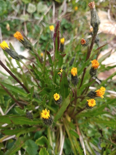 Image of Hypochaeris arenaria by (c) Pablo, some rights reserved (CC BY)