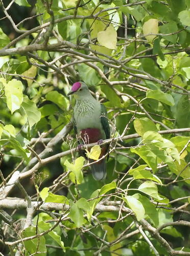 Red-bellied Fruit-dove
