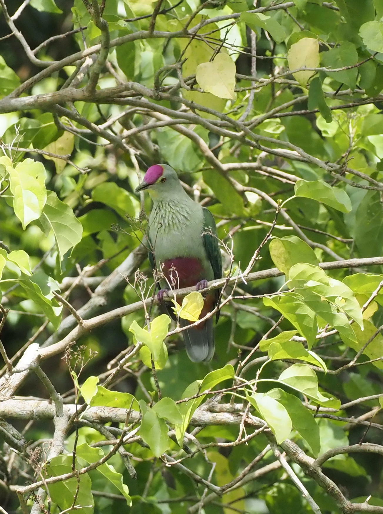 Red-bellied Fruit Dove (Ptilinopus greyi), photo 4