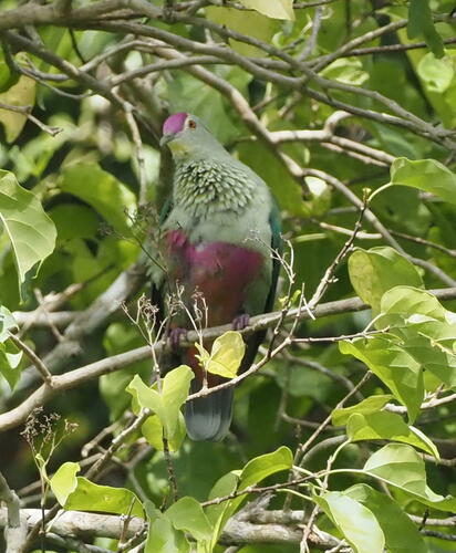 Red-bellied Fruit Dove (Ptilinopus greyi), photo 5