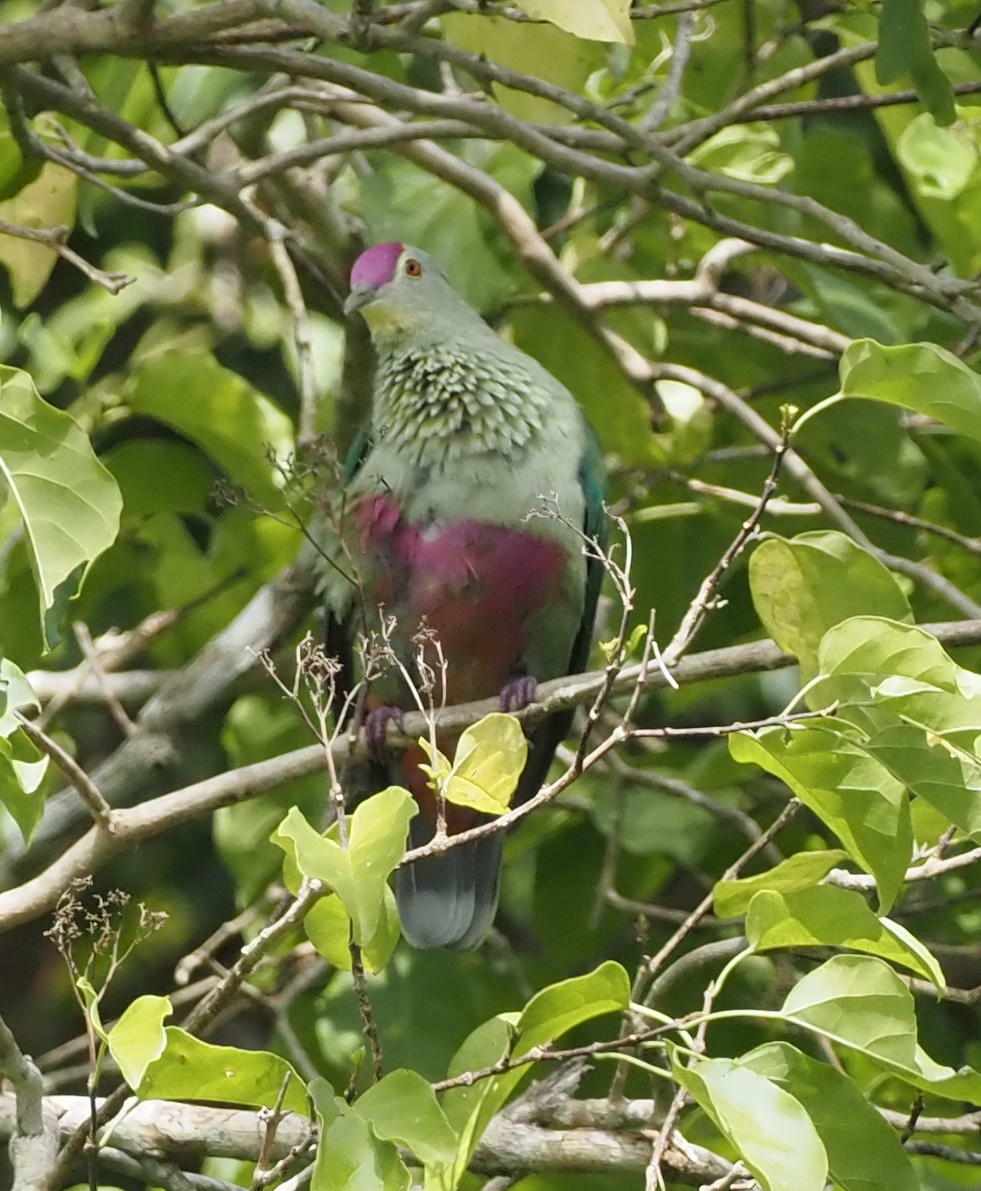 Red-bellied Fruit Dove (Ptilinopus greyi), photo 5