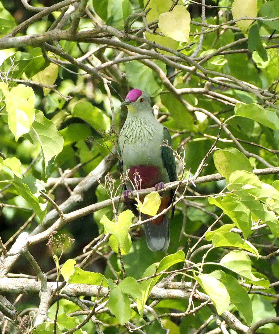 Red-bellied Fruit Dove (Ptilinopus greyi), photo 6