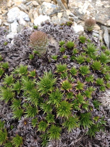 Image of Nassauvia magellanica by (c) Pablo, some rights reserved (CC BY)