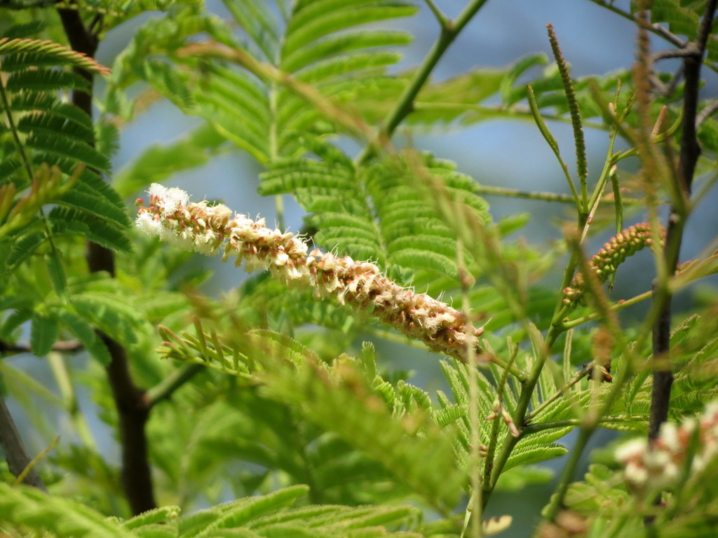 Senegalia ferruginea