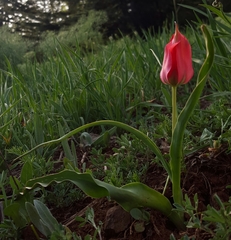 Tulipa agenensis