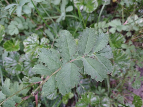 Image of Acaena magellanica by (c) Pablo, some rights reserved (CC BY)