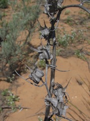 Epixiphium wislizeni