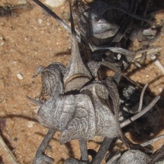 Epixiphium wislizeni