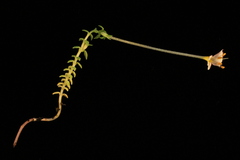 Euphrasia wettsteiniana