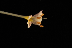 Euphrasia wettsteiniana