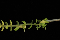 Euphrasia wettsteiniana