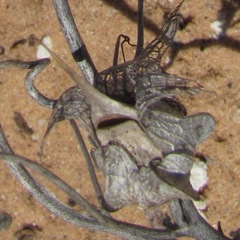 Epixiphium wislizeni