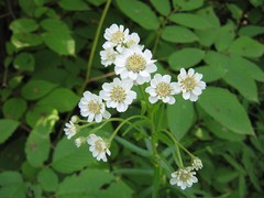 Achillea acuminata