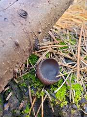 Plicaria endocarpoides