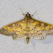 Paler Diacme Moth - Photo (c) Greg Lasley, some rights reserved (CC BY-NC), uploaded by Greg Lasley