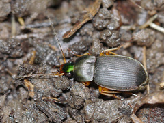 Chlaenius impunctifrons