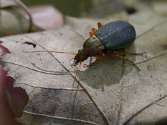 Chlaenius aestivus