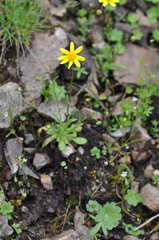 Crocidium multicaule