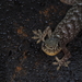 Yunnan Gecko - Photo (c) Yinpeng Zhang, some rights reserved (CC BY-NC), uploaded by Yinpeng Zhang