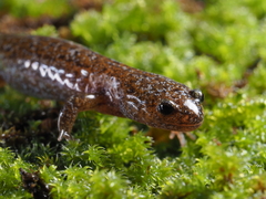 Amji Hynobiid photo 1