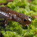Anji Salamander - Photo (c) Yinpeng Zhang, some rights reserved (CC BY-NC), uploaded by Yinpeng Zhang