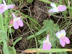 Collinsia sparsiflora