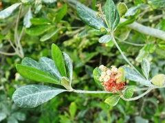 Byrsonima bucidaefolia