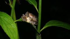 Longchuan Bubble-Nest Frog photo 1
