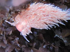 Aeolidia