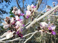 Lonchocarpus guatemalensis