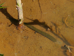 Haemopis