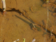 Haemopis